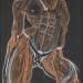 Anatomical Study, Male Torso
